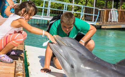 Swim with the dolphin in freeport bahamas